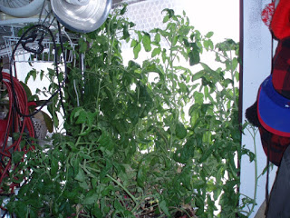 Zufällige Indoor- / Outdoor-Tomaten von Ed Powers  