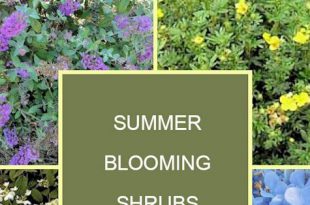 18 Sommer blühende Sträucher für Ihren Garten  