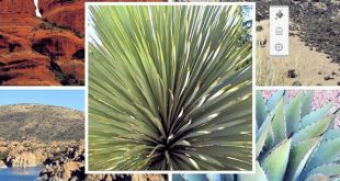 Wüstenflora und Landformen von Sedona, Arizona  
