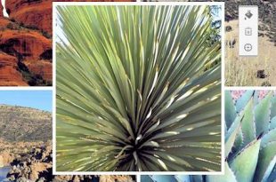 Wüstenflora und Landformen von Sedona, Arizona  