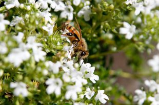 Bee-Friendly Gardening: "BeeGinners" Garten Tipps und Lektionen gelernt  
