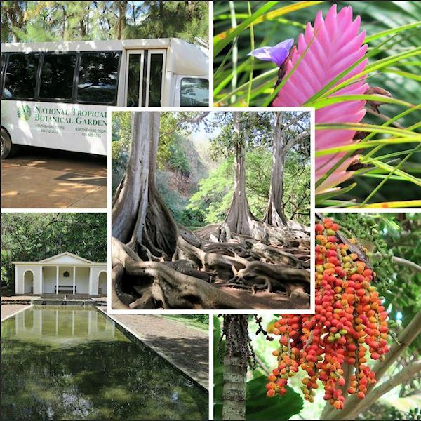 Allerton Tropischer Botanischer Garten Kauai Ideen Baum