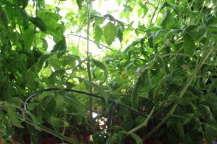 Zufällige Indoor- / Outdoor-Tomaten Fortsetzung von Ed Powers  