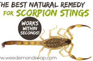 Natürliche Lösung für Skorpionstiche!  