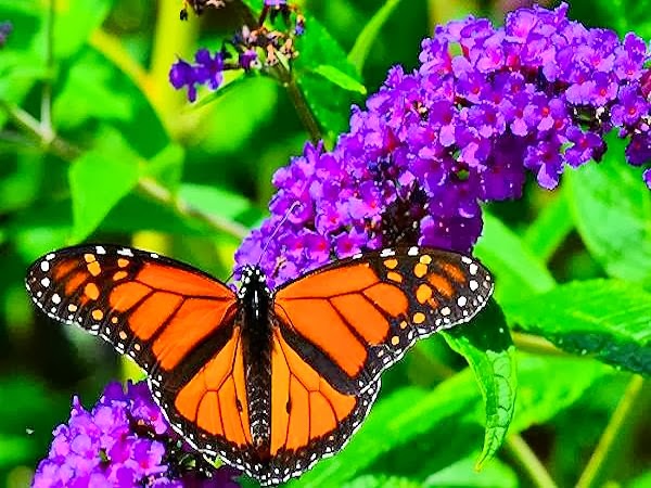 Erstellen Sie einen einladenden Schmetterlingsgarten: 15 empfohlene Pflanzen  
